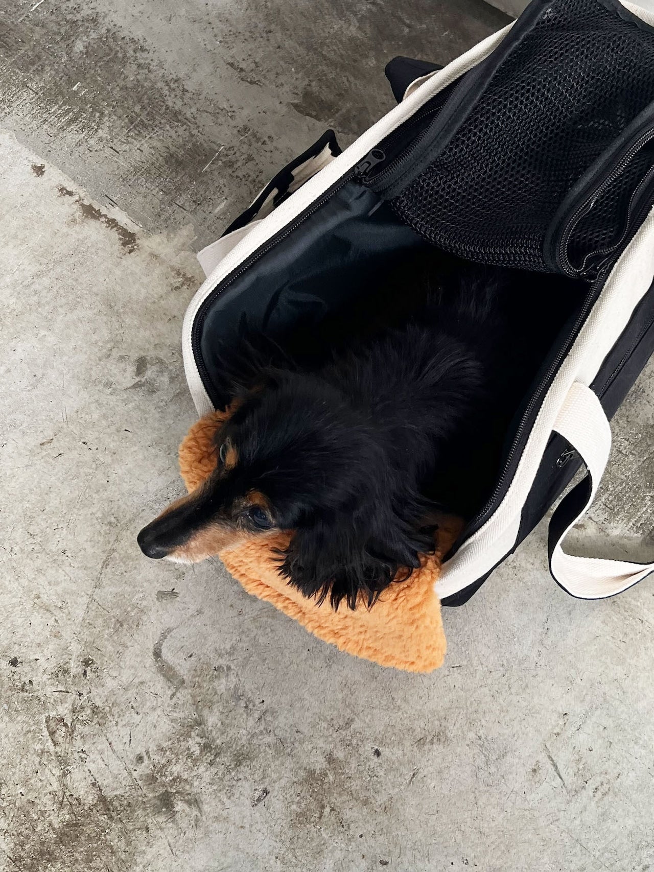 Pet Carrier Canvas Tote L - CARRY THINGS