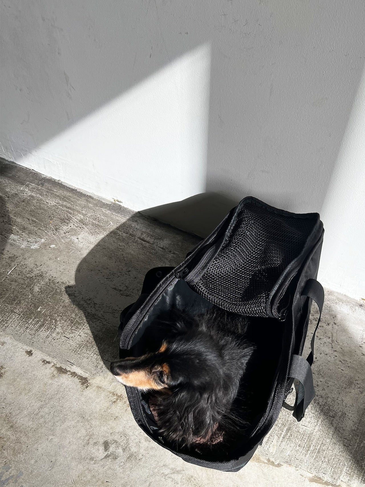 Pet Carrier Tote M - CARRY THINGS