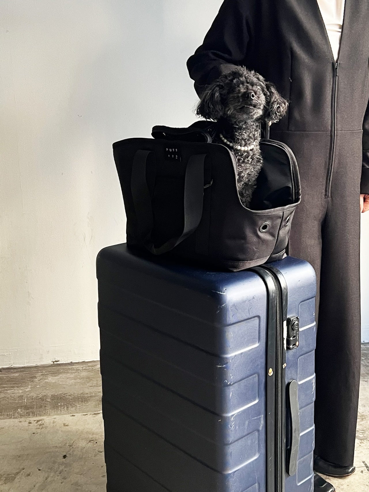 Pet Carrier Tote M - CARRY THINGS